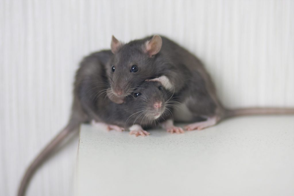 Rodent Wars Battling Rats in Your Home