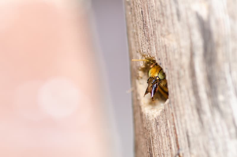 Safe Yellowjacket Wasp Nest Removal Practices