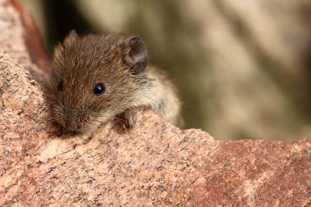 The Battle of the Gaps Preventing Mice Through Entry Points