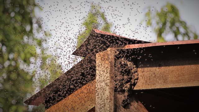 The Hidden Dangers Allergic Reactions to Wasp Stings