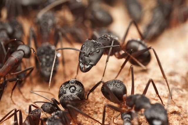 The Ultimate Guide to Pavement Ant Prevention