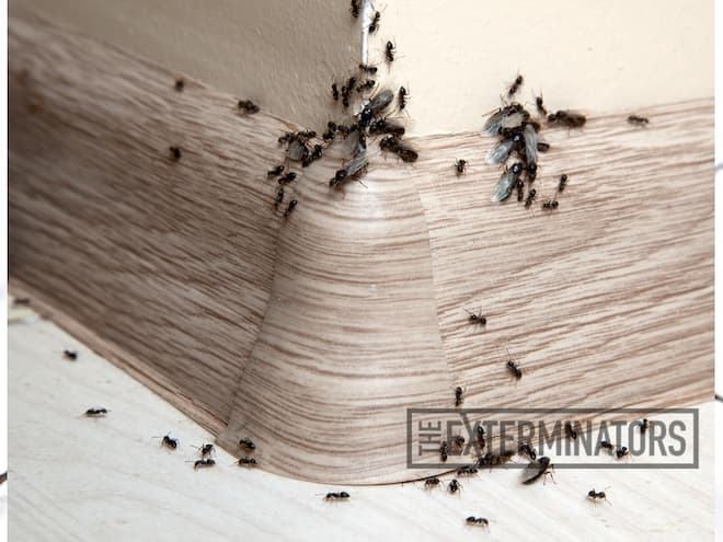 Tiny Pests, Big Problems Dealing with Residential Ant Infestations