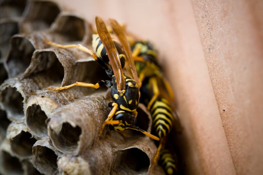 Wasp Control When to DIY and When to Call the Pros