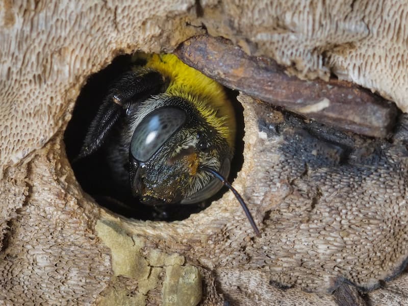 Wasp Nests Where to Find and How to Safely Remove Them