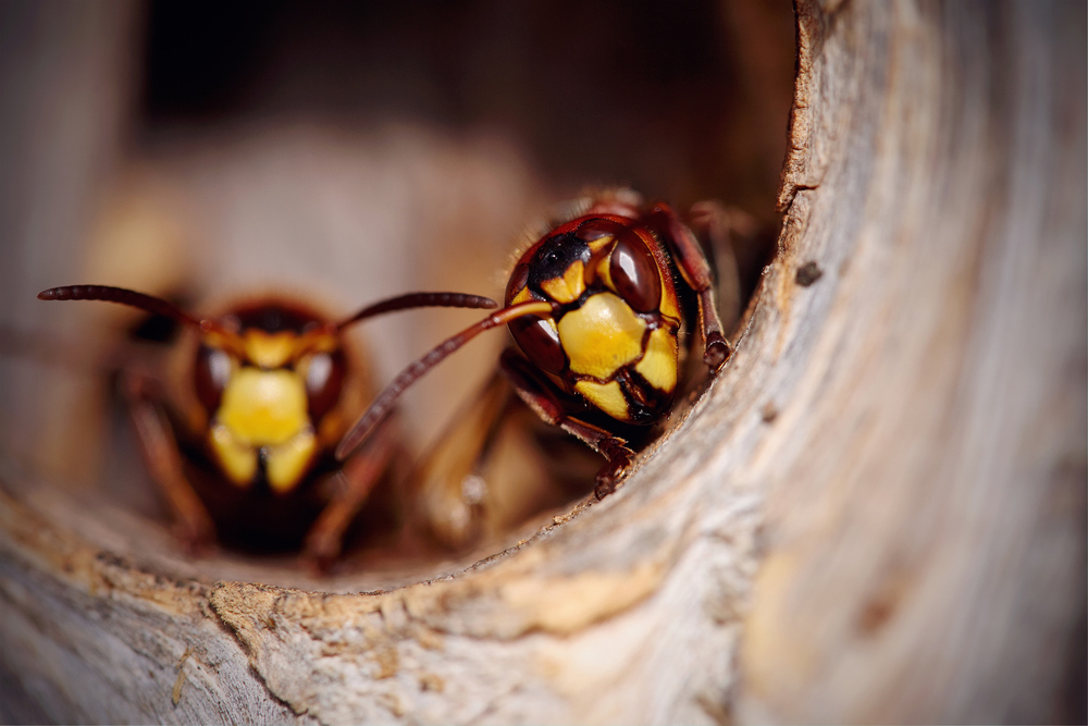 Wasp Repellents Natural Solutions for Keeping them Away