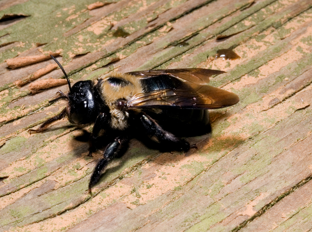 Wasps in Winter Understanding their Seasonal Behavior