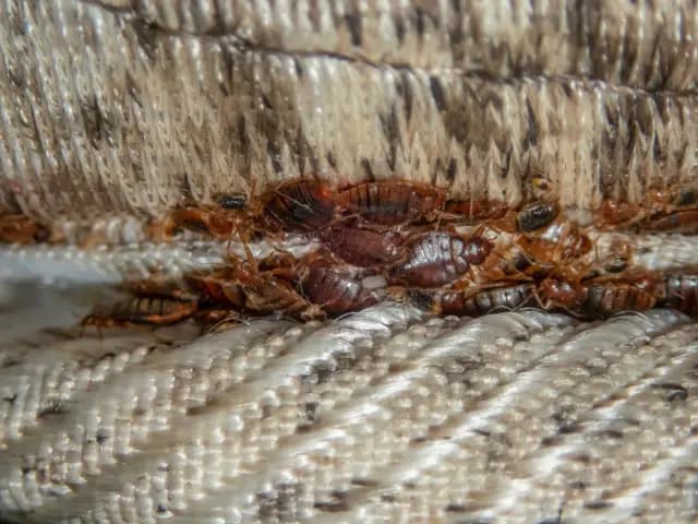 How Long Does a Professional Bed Bug Extermination Take