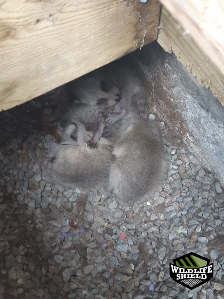 newmarket crawlspace nest material inspection 02